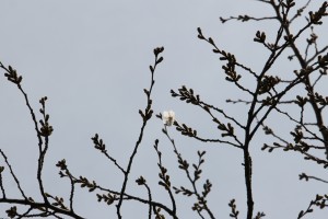 てっぺんのほうで1つだけ咲く桜の花