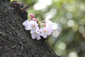 幹の上に固まって咲く桜の花
