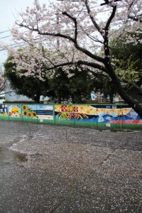 博物館裏の桜の様子