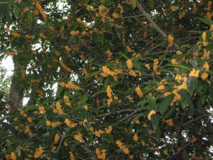 満開のキンモクセイの花