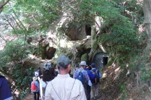 楊谷寺谷戸横穴墓群を観察する参加者