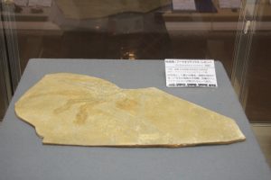 展示されている始祖鳥の化石のレプリカ