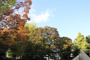 紅葉が始まった文化公園のケヤキやイチョウ