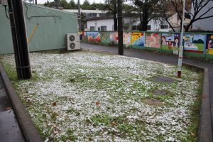 草地に雪が積もってまるでシロツメクサが咲いているよう