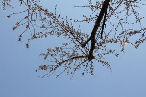 ほとんど花が開いていないソメイヨシノの枝