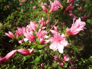 サツキの花々