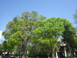 文化公園のケヤキ