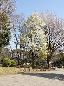 白い花の咲いたヤマナシの木