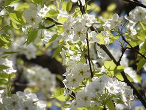 ヤマナシの白い花