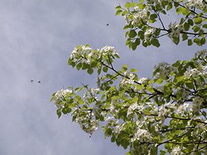 ヤマナシの花の周りを数匹の昆虫が飛ぶ