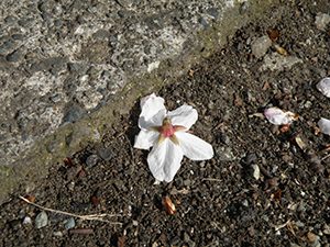 がくから落ちたサクラの花　花びらはがくに付いたまま