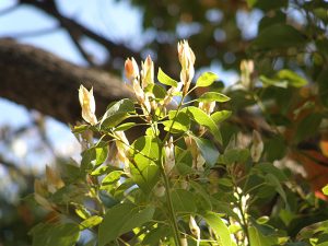 枝先から新しい葉が伸びるのが見える