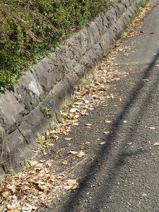 道路わきに多くのクスノキの落ち葉が吹き寄せられている