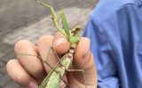 みんなで調べよう「平塚のカマキリ」みんなの調査写真３