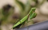 みんなで調べよう「平塚のカマキリ」みんなの調査写真４