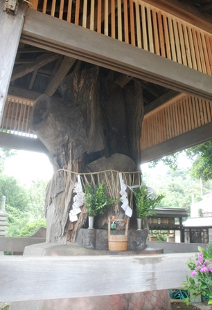延寿寺の松
