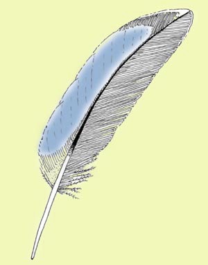 カルガモの翼鏡