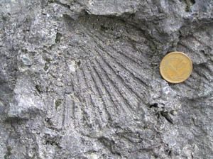 カネハラヒオウギ化石