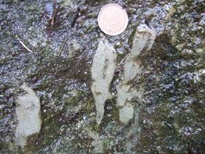 生痕化石　ロッセリア