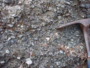 古屋砂岩層の細礫層はほとんど四万十帯の砂岩・頁岩からなる