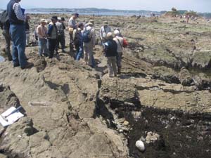 砂岩とシルト岩互層の鐙摺層を観察する（芝崎海岸）