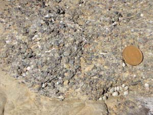 貝殻片を含んだ葉山層群の細礫岩（柴崎海岸）