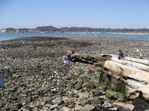 干潮で陸続きとなった和賀江島