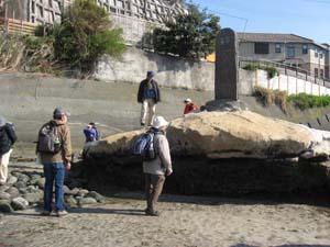 「和賀江島の碑」の岩盤の逗子層露頭を観察