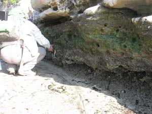 碑の岩盤下部に棲息するヤッコカンザシ・エゾカサネカンザシを観察
