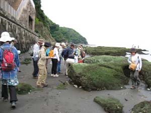 海岸で逗子層と、ヤッコカンザシや共生する貝類を観察