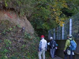 渋沢丘陵の山道沿いに露出する、丹沢層群の粗粒凝灰岩層（秦野市渋沢）