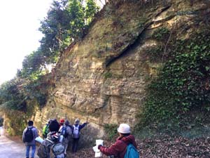 亀ヶ谷切通の側壁に露出する、泥岩からなる逗子層を観察する