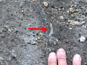 池子層中に見られた生痕化石（写真右下）（葛原ヶ岡ハイキングコース入口付近）