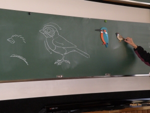 黒板で鳥の説明