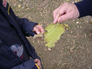 自分の葉とよく似た葉脈と色をした葉を見つけ見比べている
