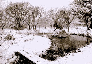 雪の日のトンボ池