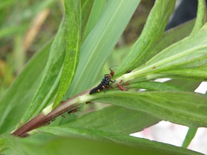 アブラムシを食べるナナホシテントウの幼虫