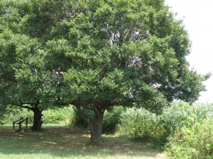 エノキの木