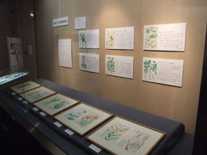 春期特別展「わたしの植物図鑑」開催