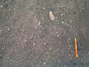 化石を含む砂層