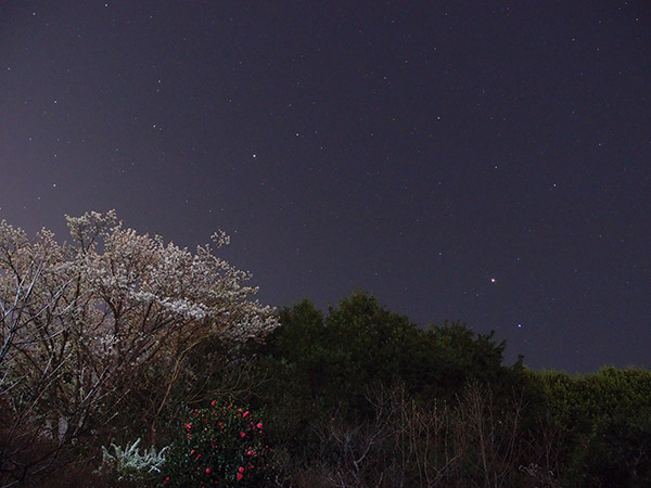 2014年の火星・山桜