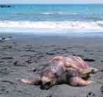 海岸に打ち上げられたアカウミガメの死体