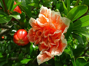 八重咲のオレンジ色の花