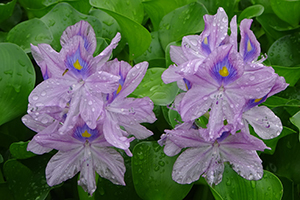 紫の大きな花