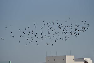 空を飛ぶカワウの群れ