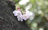 幹の上に固まって咲く桜の花