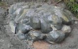 丹沢の枕状溶岩調査