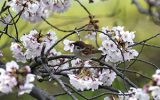 サクラの花をくわえるスズメ