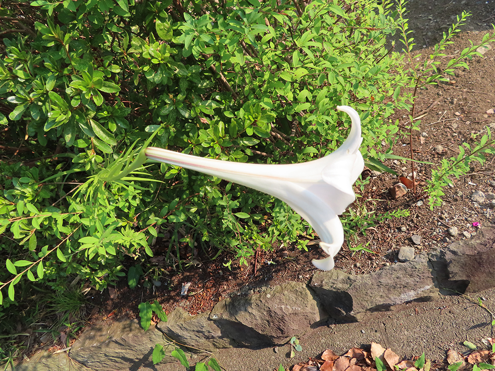 シンテッポウユリの花を横から撮影したもの。花被片に紫の筋がある。