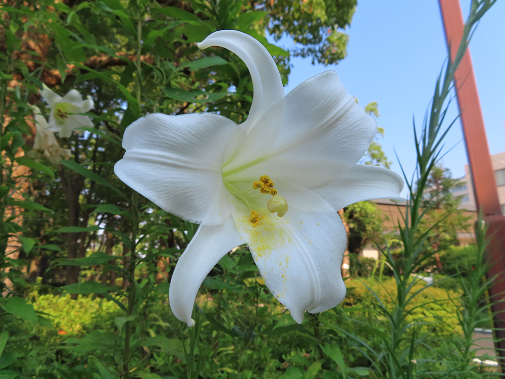 シンテッポウユリの花の正面アップ